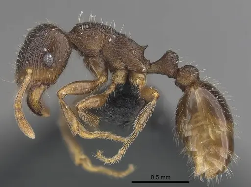 Tetramorium caespitum specimen CASENT0919632 image casent0919632_3