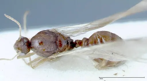Tetramorium caespitum specimen FOCOL0193 image focol0193_1