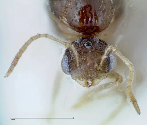 Tetramorium caespitum specimen FOCOL0193 image focol0193_2