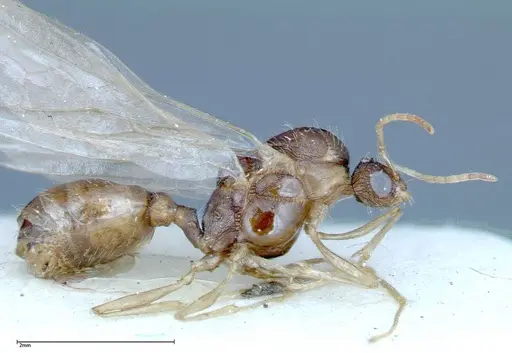 Tetramorium caespitum specimen FOCOL0193 image focol0193_3