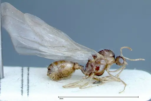 Tetramorium caespitum specimen FOCOL0193 image focol0193_4