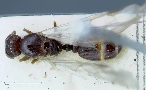 Tetramorium caespitum specimen FOCOL0194 image focol0194_1