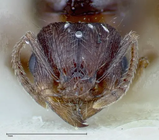 Tetramorium caespitum specimen FOCOL0194 image focol0194_2