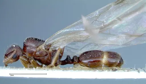Tetramorium caespitum specimen FOCOL0194 image focol0194_3