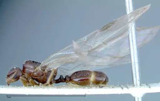 Tetramorium caespitum specimen FOCOL0194 image focol0194_4