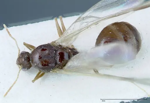 Tetramorium caespitum specimen FOCOL0195 image focol0195_1