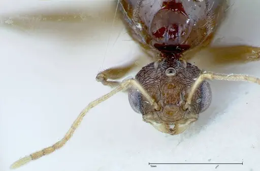 Tetramorium caespitum specimen FOCOL0195 image focol0195_2
