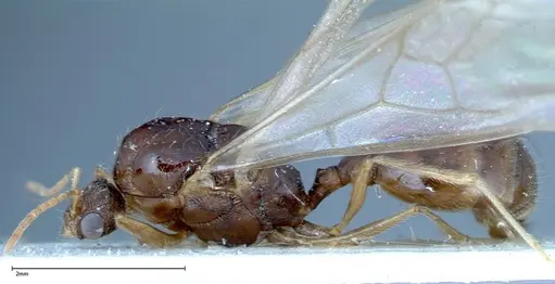 Tetramorium caespitum specimen FOCOL0195 image focol0195_3