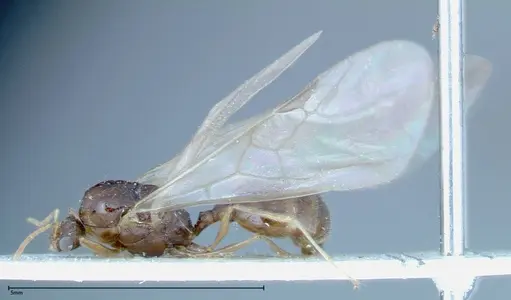 Tetramorium caespitum specimen FOCOL0195 image focol0195_4