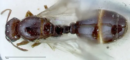 Tetramorium caespitum specimen FOCOL0196 image focol0196_1