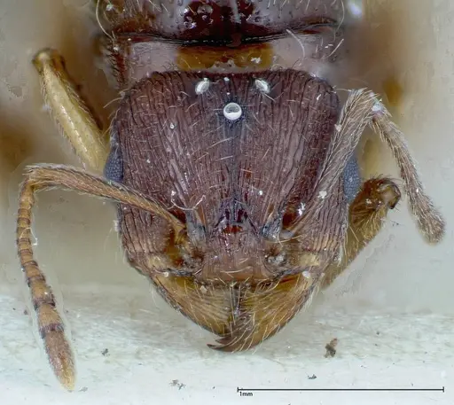 Tetramorium caespitum specimen FOCOL0196 image focol0196_2