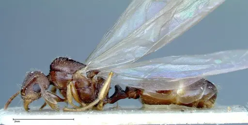 Tetramorium caespitum specimen FOCOL0196 image focol0196_3