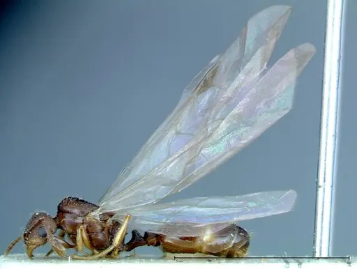 Tetramorium caespitum specimen FOCOL0196 image focol0196_4