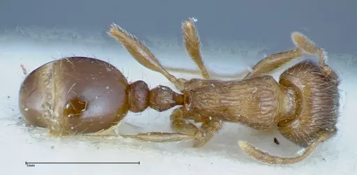 Tetramorium caespitum specimen FOCOL0200 image focol0200_1