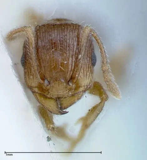 Tetramorium caespitum specimen FOCOL0200 image focol0200_2