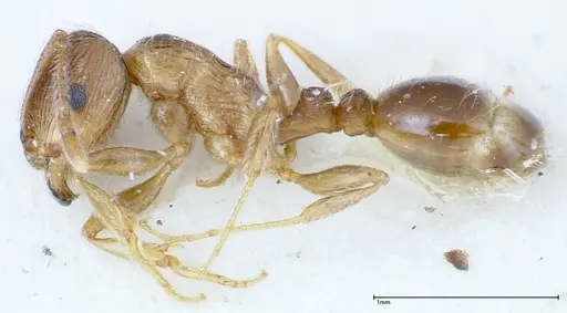 Tetramorium caespitum specimen FOCOL0200 image focol0200_3