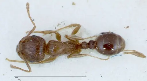 Tetramorium caespitum specimen FOCOL0201 image focol0201_1