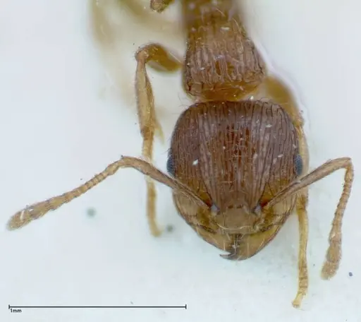 Tetramorium caespitum specimen FOCOL0201 image focol0201_2