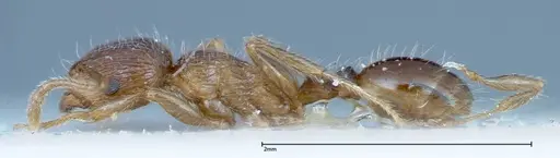 Tetramorium caespitum specimen FOCOL0201 image focol0201_3