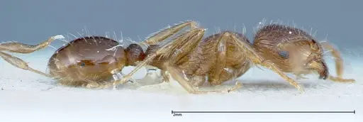 Tetramorium caespitum specimen FOCOL0201 image focol0201_4