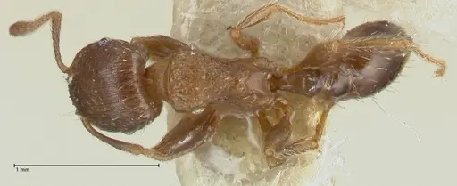 Tetramorium caespitum specimen FOCOL2017 image focol2017_1