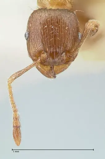 Tetramorium caespitum specimen FOCOL2017 image focol2017_2