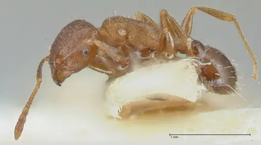 Tetramorium caespitum specimen FOCOL2017 image focol2017_3