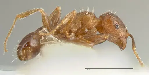 Tetramorium caespitum specimen FOCOL2017 image focol2017_4