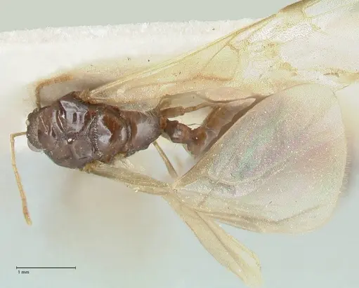 Tetramorium caespitum specimen FOCOL2018-1 image focol2018-1_1