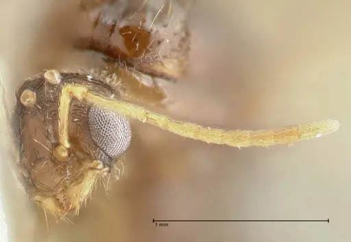 Tetramorium caespitum specimen FOCOL2018-1 image focol2018-1_2
