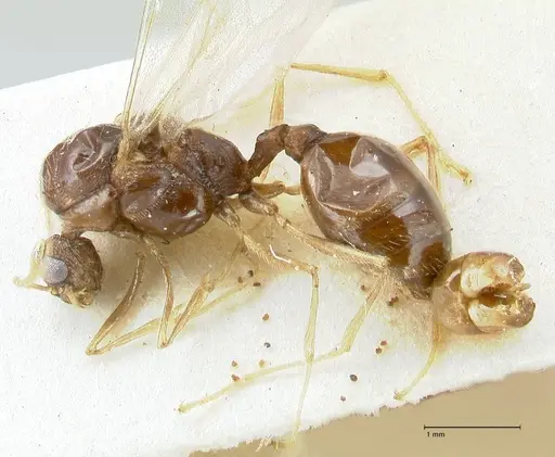 Tetramorium caespitum specimen FOCOL2018-1 image focol2018-1_3