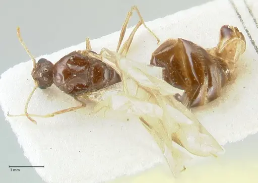 Tetramorium caespitum specimen FOCOL2018-2 image focol2018-2_1