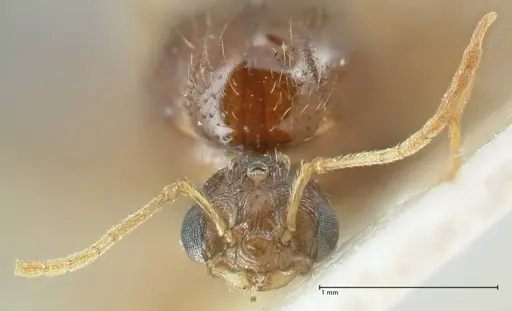 Tetramorium caespitum specimen FOCOL2018-2 image focol2018-2_2