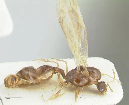 Tetramorium caespitum specimen FOCOL2018-2 image focol2018-2_3