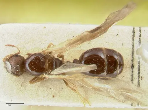 Tetramorium caespitum specimen FOCOL2019-1 image focol2019-1_1