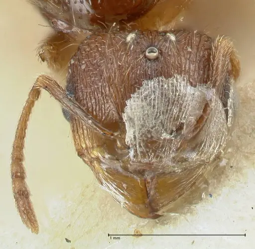 Tetramorium caespitum specimen FOCOL2019-1 image focol2019-1_2