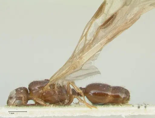 Tetramorium caespitum specimen FOCOL2019-1 image focol2019-1_3