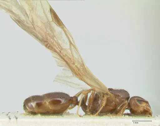 Tetramorium caespitum specimen FOCOL2019-1 image focol2019-1_4