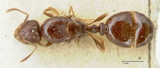 Tetramorium caespitum specimen FOCOL2019-2 image focol2019-2_1