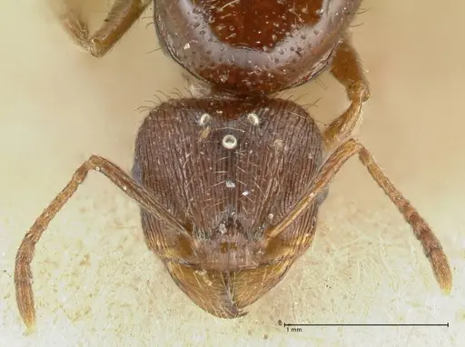 Tetramorium caespitum specimen FOCOL2019-2 image focol2019-2_2