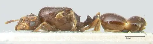 Tetramorium caespitum specimen FOCOL2019-2 image focol2019-2_3