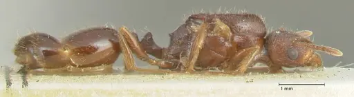 Tetramorium caespitum specimen FOCOL2019-2 image focol2019-2_4