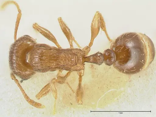 Tetramorium caespitum specimen FOCOL2020-1 image focol2020-1_1