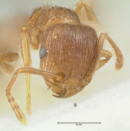 Tetramorium caespitum specimen FOCOL2020-1 image focol2020-1_2
