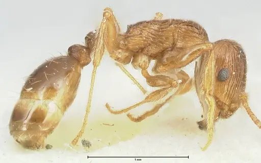 Tetramorium caespitum specimen FOCOL2020-1 image focol2020-1_3