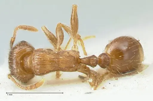 Tetramorium caespitum specimen FOCOL2020-2 image focol2020-2_1