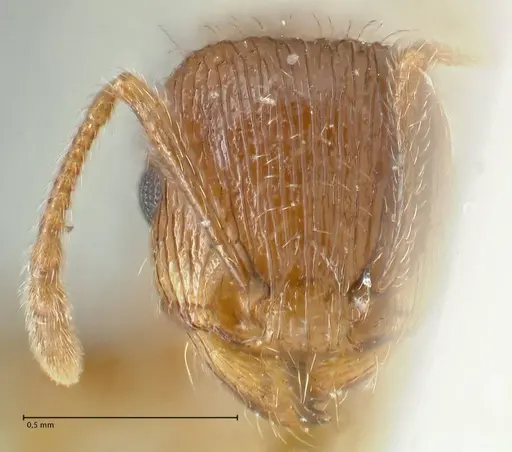 Tetramorium caespitum specimen FOCOL2020-2 image focol2020-2_2