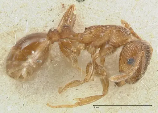 Tetramorium caespitum specimen FOCOL2020-2 image focol2020-2_3