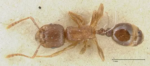 Tetramorium caespitum specimen FOCOL2021 image focol2021_1