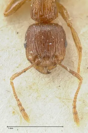 Tetramorium caespitum specimen FOCOL2021 image focol2021_2